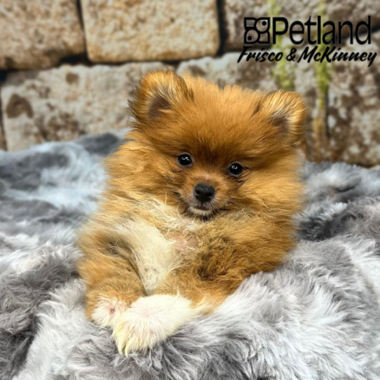 [#M09781] Orange Sable M Pomeranian Puppies for Sale