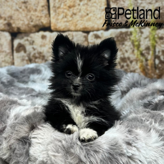 [#M09780] Black F Pomeranian Puppies for Sale