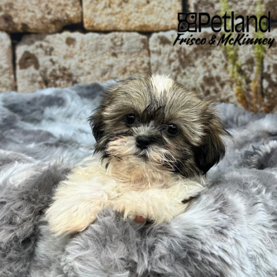 [#M09685] Gold and White M Shih Tzu Puppies for Sale