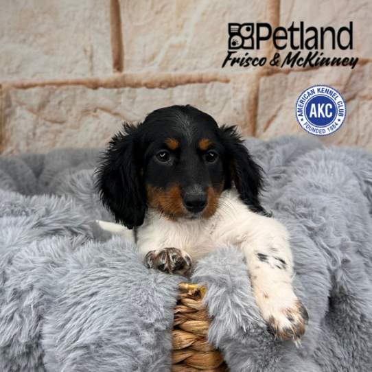 [#M10386] Black and Tan F Dachshund Puppies for Sale