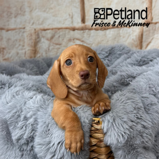 [#25127-02] Red M Dachshund Puppies for Sale