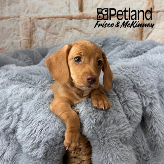[#25127-04] Red M Dachshund Puppies for Sale