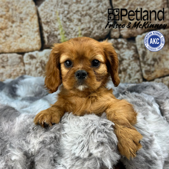 [#25602-03] Ruby F Cavalier King Charles Spaniel Puppies for Sale