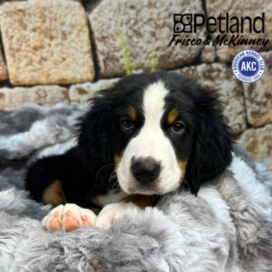 [#M09433] Black Rust and White M Bernese Mountain Dog Puppies for Sale