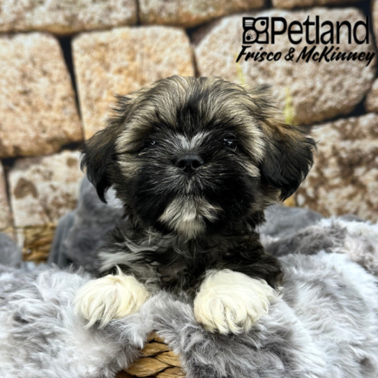 [#M09796] Grizzle M Lhasa Apso Puppies for Sale