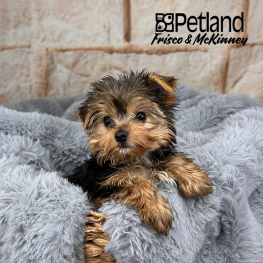 [#252400-02] Black / Tan M Yorkshire Terrier Puppies for Sale