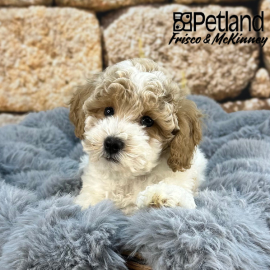 [#252063-06] White / Red F Bichapoo Puppies for Sale