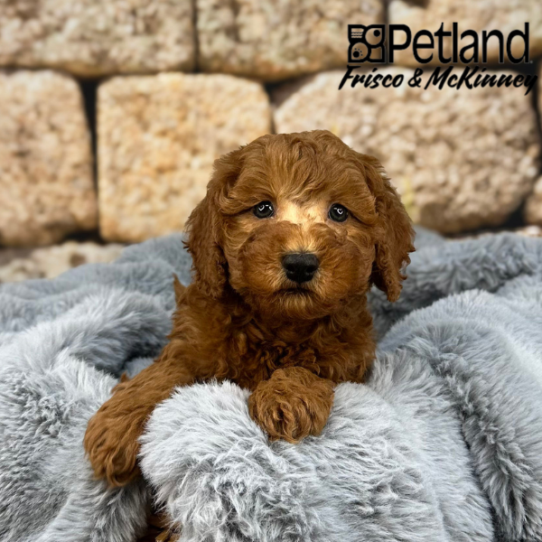 [#252375-01] Red M Goldendoodle Mini 2nd Gen Puppies for Sale