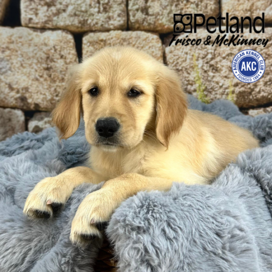[#252365-08] Light Golden F Golden Retriever Puppies for Sale