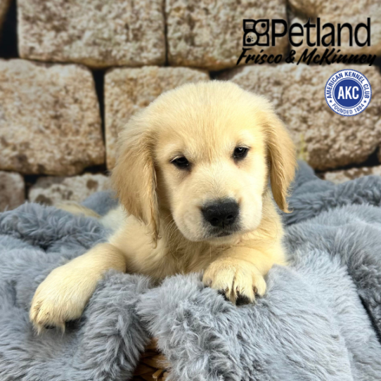 [#252365-01] Light Golden M Golden Retriever Puppies for Sale
