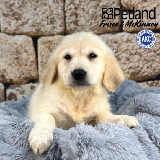 [#252365-04] Light Golden F Golden Retriever Puppies for Sale