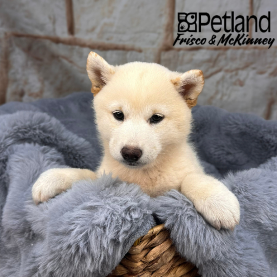 [#252157-04] White / Cream F Shiba Inu Puppies for Sale