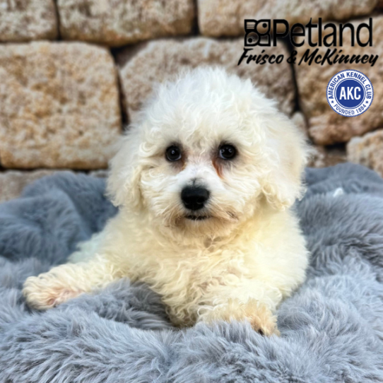 [#252193-03] White F Bichon Frise Puppies for Sale