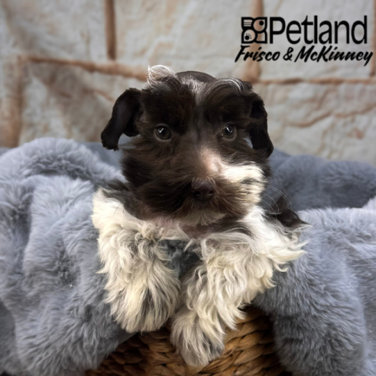 [#252191-01] Black M Miniature Schnauzer Puppies for Sale
