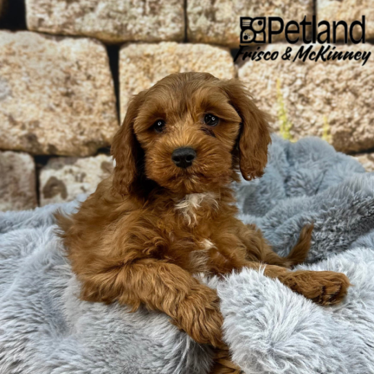 [#252201-01] Red M Cavapoo Puppies for Sale
