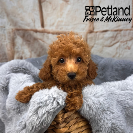 [#252094-04] Red F Poodle Puppies for Sale
