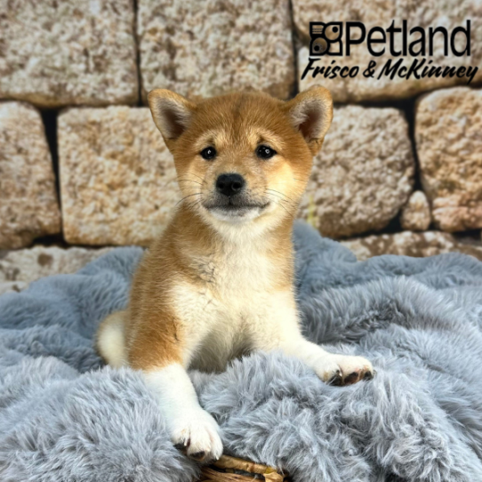 [#252102-04] Red F Shiba Inu Puppies for Sale