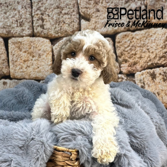 [#252063-05] White / Red M Bichapoo Puppies for Sale