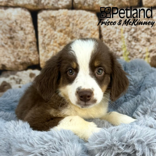 [#252109-02] Red M Miniature Australian Shepherd Puppies for Sale