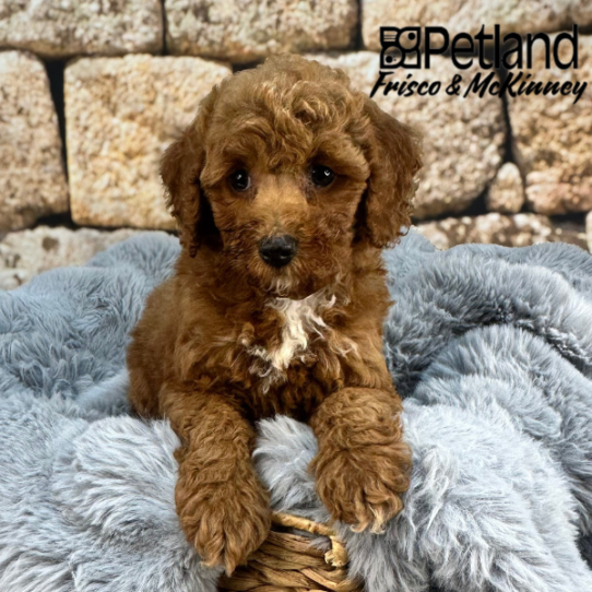[#252374-05] Red / White F Goldendoodle Mini 2nd Gen Puppies for Sale