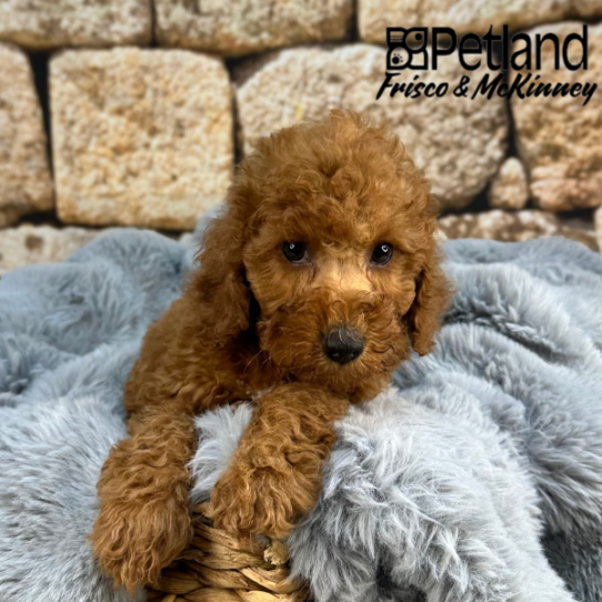 [#252374-07] Red / White F Goldendoodle Mini 2nd Gen Puppies for Sale