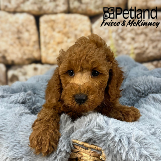 [#252374-04] Red / White M Goldendoodle Mini 2nd Gen Puppies for Sale