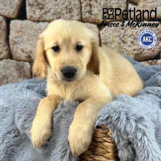 [#252365-07] Light Golden F Golden Retriever Puppies for Sale