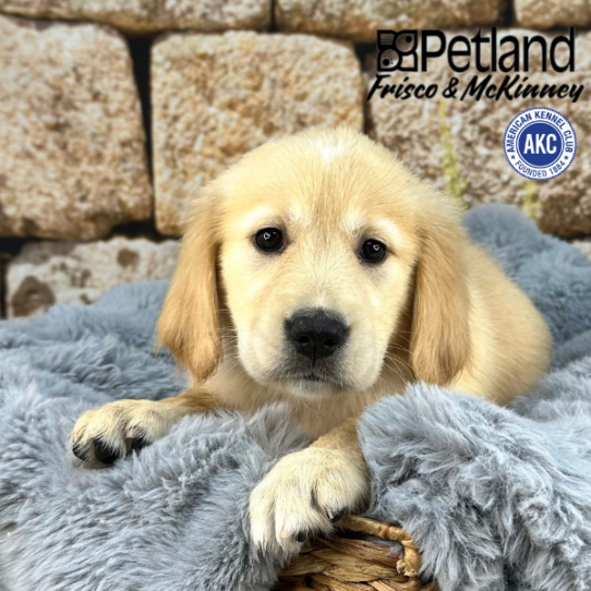 [#252365-09] Light Golden F Golden Retriever Puppies for Sale