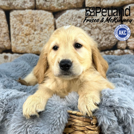 [#252364-01] Light Golden M Golden Retriever Puppies for Sale