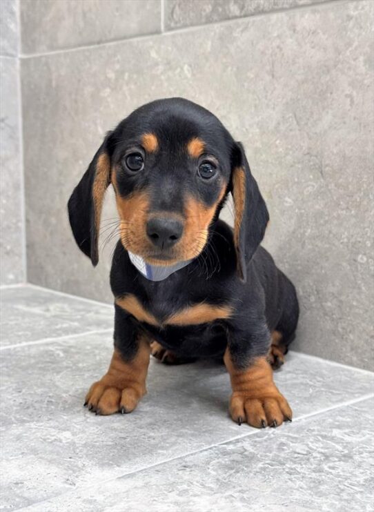 [#25430-03] Black / Tan F Dachshund Puppies for Sale