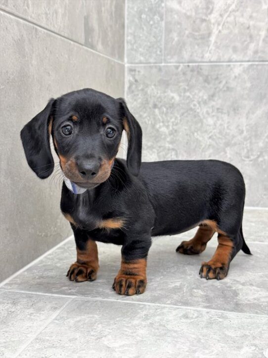[#25430-04] Black / Tan F Dachshund Puppies for Sale