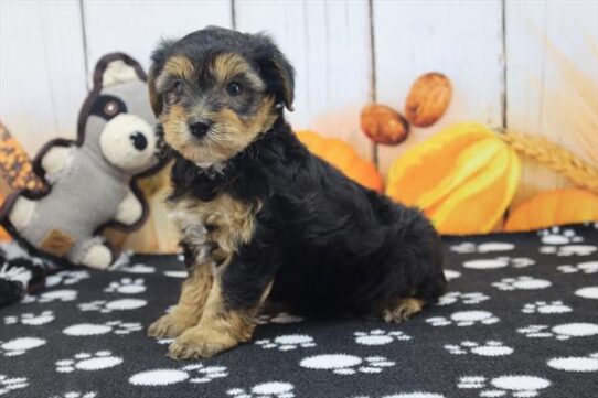 [#252202-05] Black / Tan M Yorkiepoo Puppies for Sale
