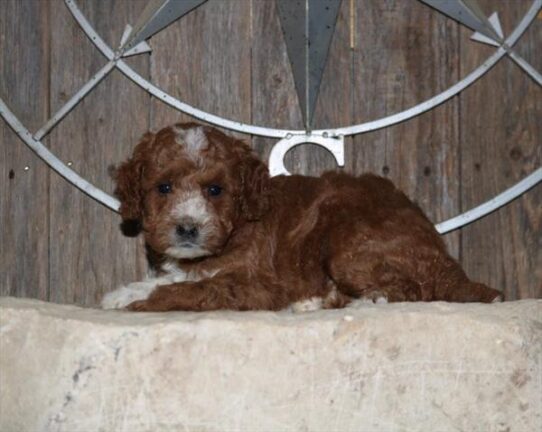 [#252378-03] Red M Goldendoodle Mini 2nd Gen Puppies for Sale
