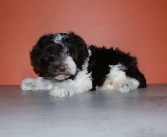 [#252191-01] Black M Miniature Schnauzer Puppies for Sale