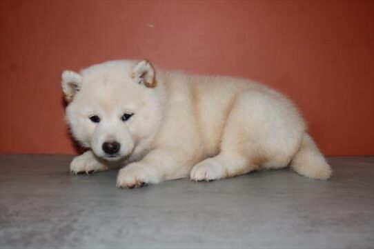 [#252157-04] White / Cream F Shiba Inu Puppies for Sale