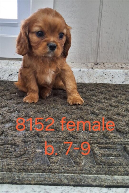 [#25602-03] Ruby F Cavalier King Charles Spaniel Puppies for Sale