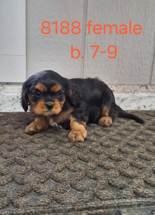 [#25602-04] Black / Tan F Cavalier King Charles Spaniel Puppies for Sale