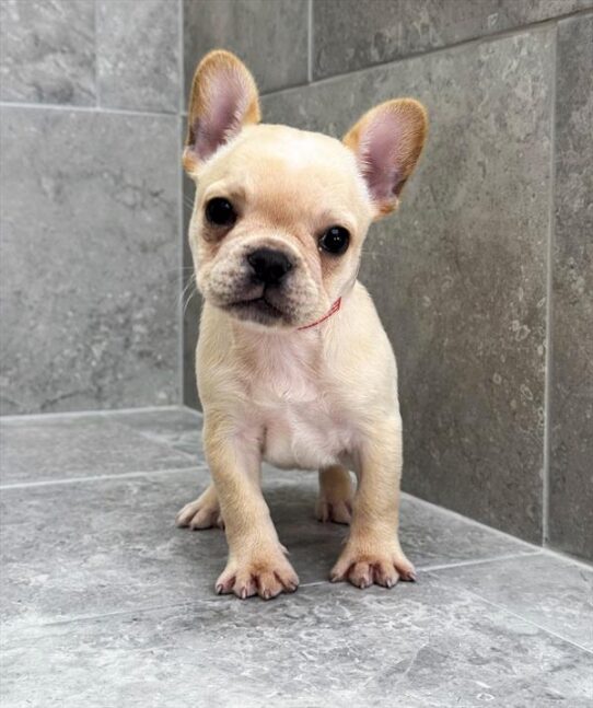 [#25431-01] Cream F French Bulldog Puppies for Sale