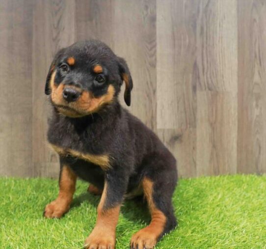 [#252092-03] Black / Tan M Rottweiler Puppies for Sale
