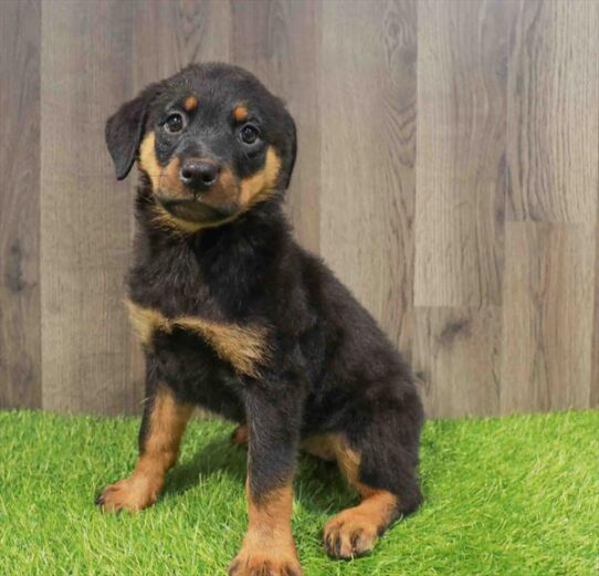 [#252092-05] Black / Tan F Rottweiler Puppies for Sale