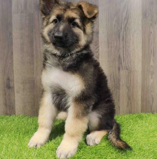 [#252165-03] Black / Tan F German Shepherd Dog Puppies for Sale