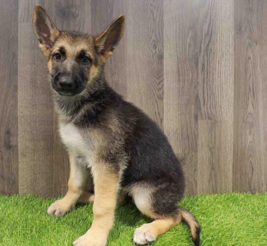 [#252165-04] Black / Tan F German Shepherd Dog Puppies for Sale