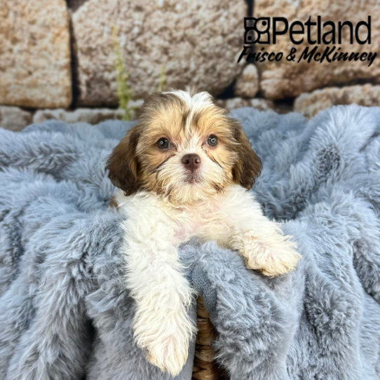 [#25116-06] Chocolate / White F ShihPoo Puppies for Sale