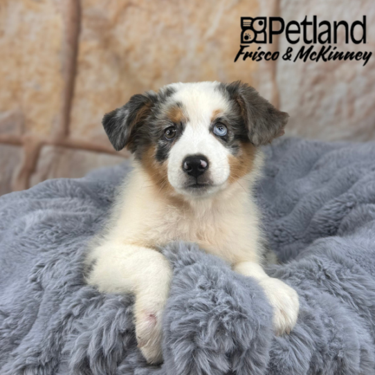 [#M12205] Blue Merle White and Tan M Miniature American Shepherd Puppies for Sale