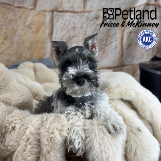 [#2521-01] Salt / Pepper M Miniature Schnauzer Puppies for Sale