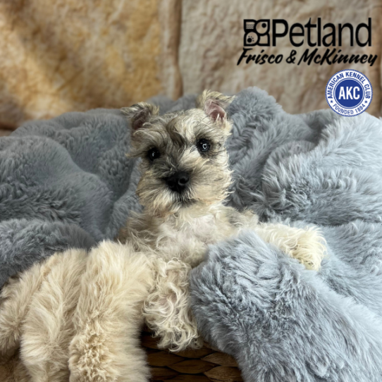 [#2521-02] Merle M Miniature Schnauzer Puppies for Sale