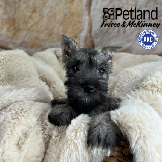 [#2521-03] Salt / Pepper F Miniature Schnauzer Puppies for Sale