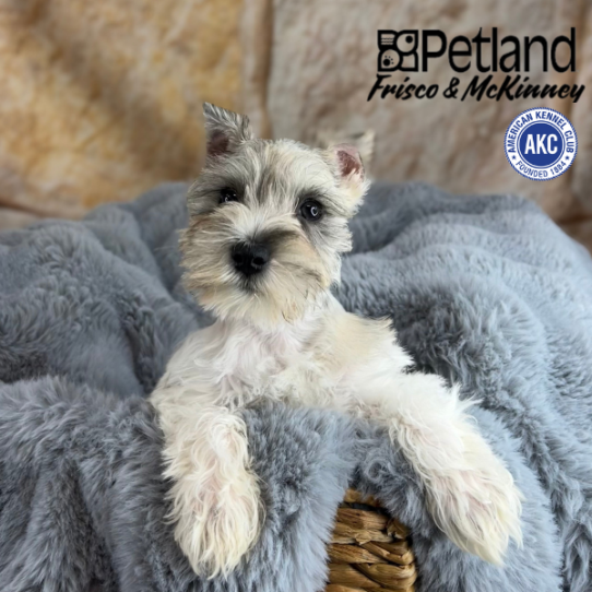 [#2521-06] Merle F Miniature Schnauzer Puppies for Sale