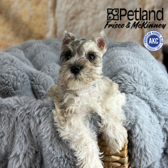 Miniature Schnauzer Puppy Salt Pepper ID: 37557 Located at