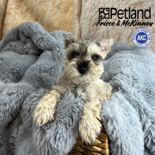 [#2521-04] Merle F Miniature Schnauzer Puppies for Sale